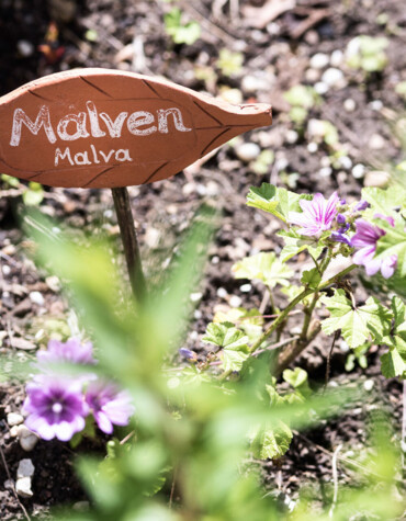 Malven-Botanikschild im Kräutergarten des Hotel Ebner's Waldhof am Fuschlsee.